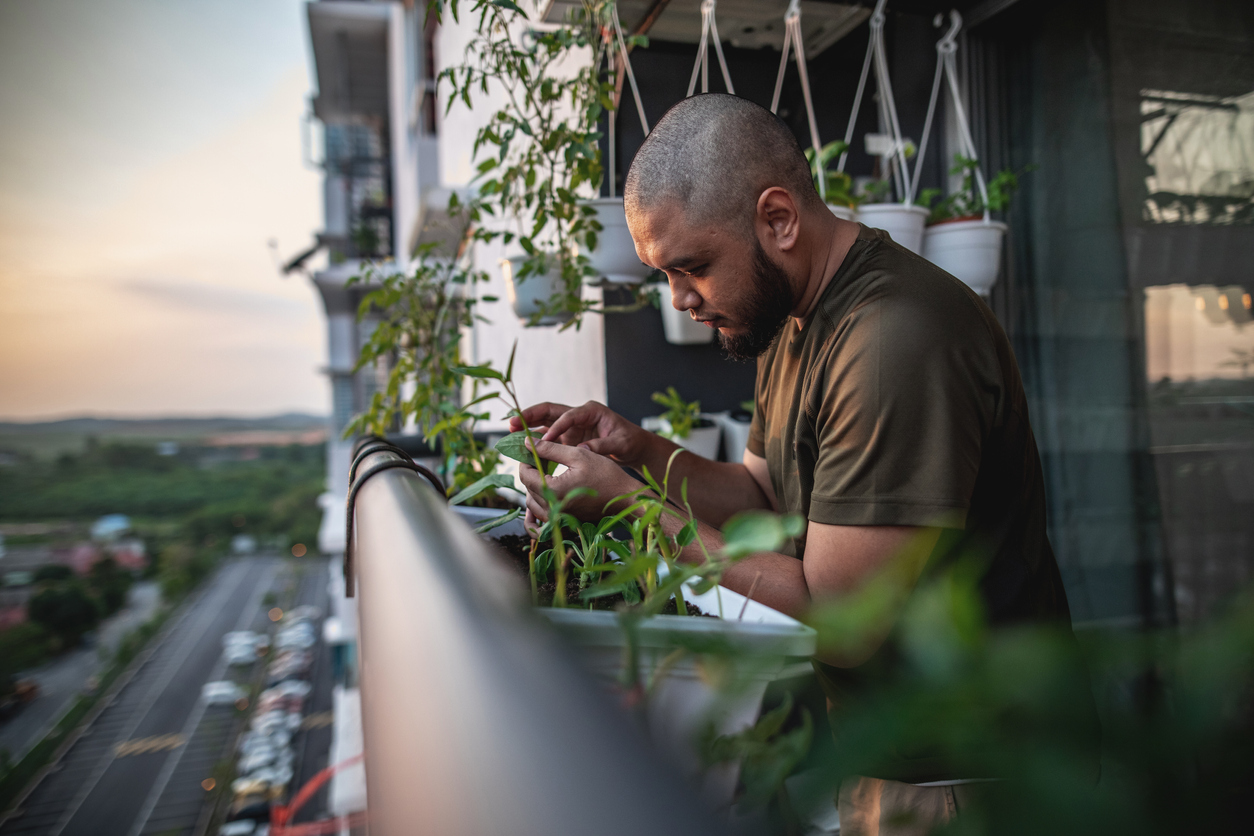 Jakie rośliny na balkon