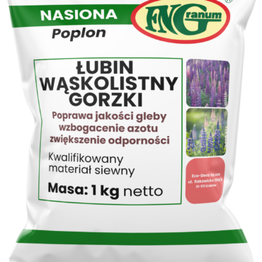 łubin wąskolistny