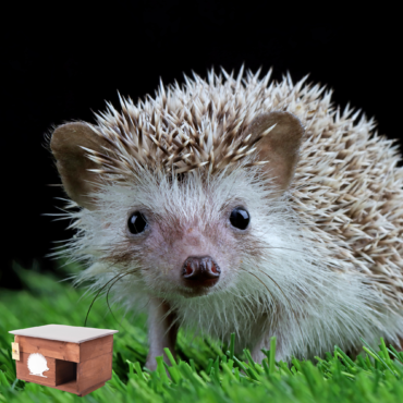 Domek dla jeża